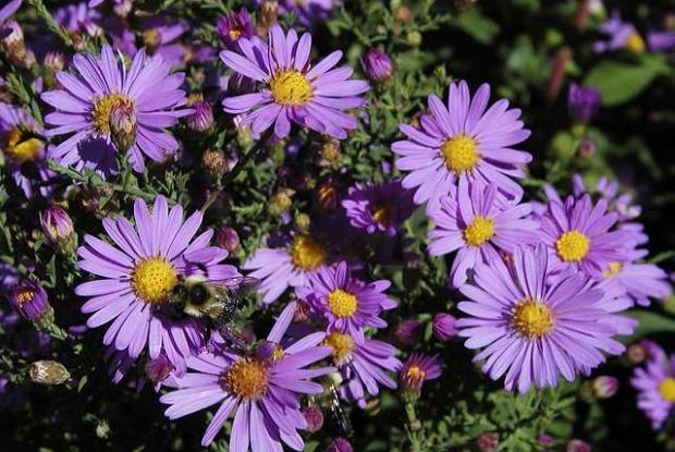 Smooth aster Symphyotrichum laeve 'Bluebird'