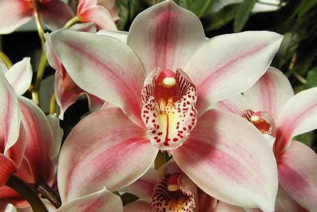 Orchid Cymbidium 'Bethlehem'
