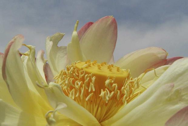 Nelumbo nucifera 'Alba Plena'