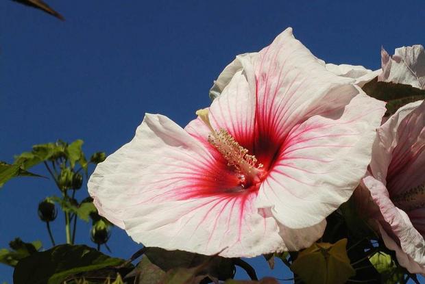 Hibiscus 'Kopper King' Hibiscus 'Kopper King'