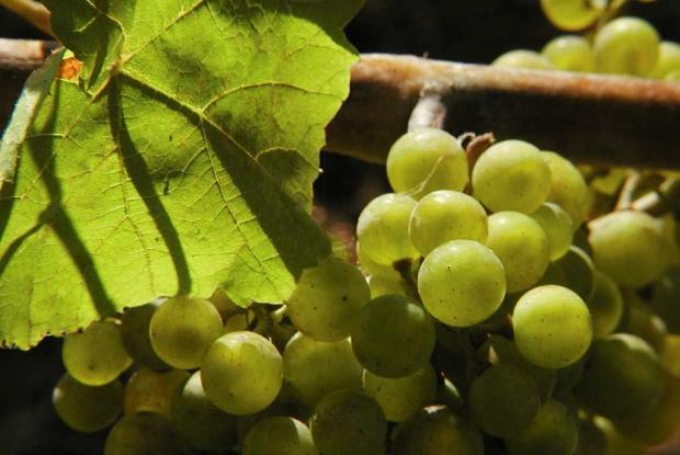 Raisins Vitis 'Geisenheim 318'