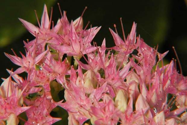 Stonecrop Hylotelephium spectabile 'Carmen'