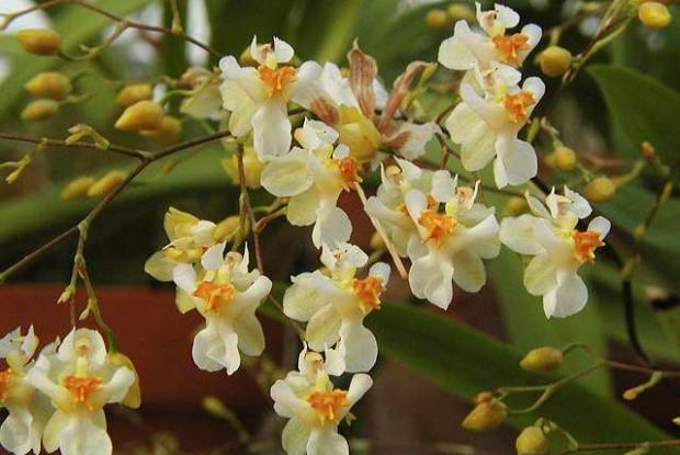 Oncidium orchid Oncidium Twinkle g. 'Fragrance Fantasy' SQ /JOGA'