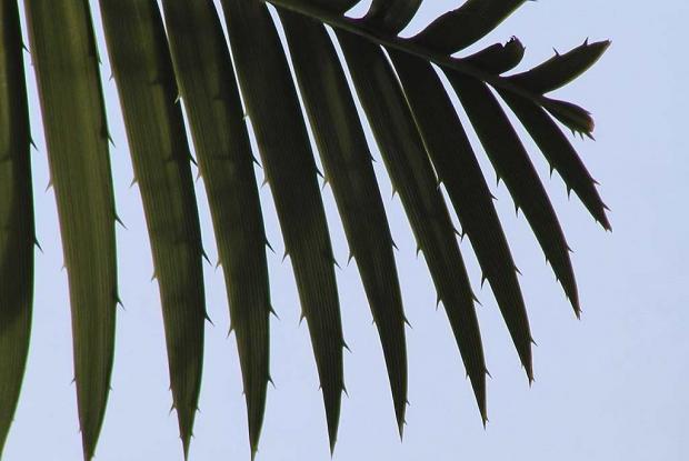 Dioon spinulosum