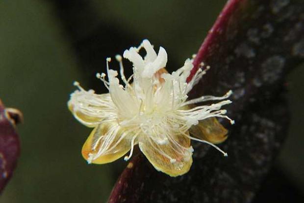Cactus rhipsalis Rhipsalis pachyptera