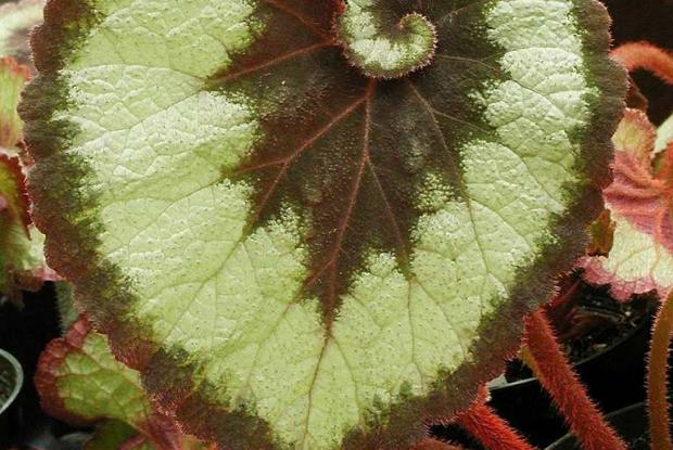 Bégonia rex-cultorum, feuillage Begonia 'Escargot'