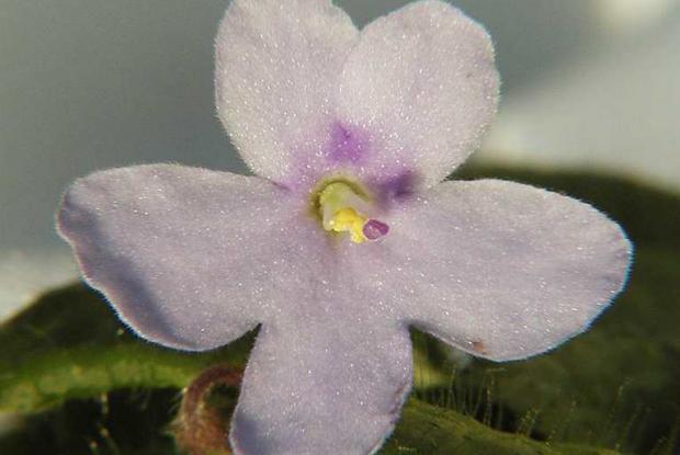 Violette africaine (Saintpaulia shumensis)