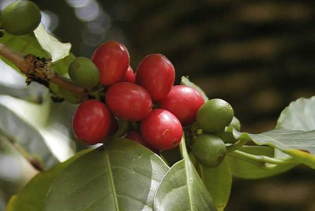 Coffe tree, fruit Coffea arabica cv.