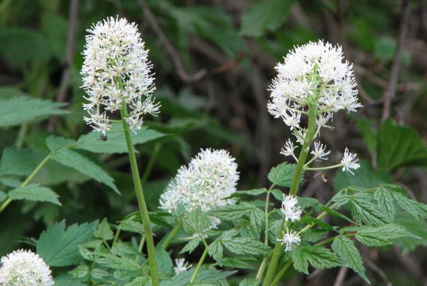 Actaea rubra