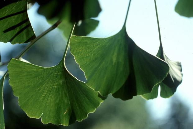 Ginkgo biloba.