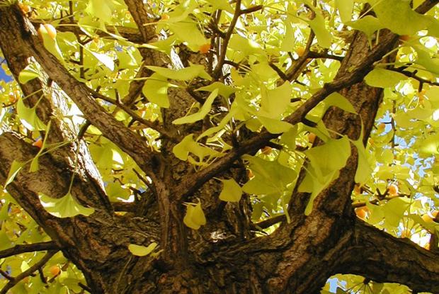 Ginkgo biloba.