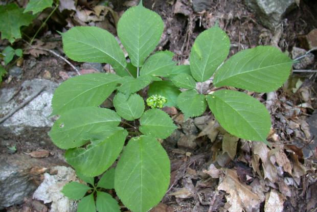 Panax quinquefolius.
