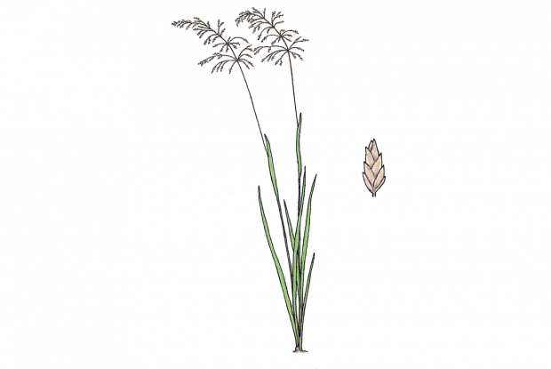 Glyceria striata