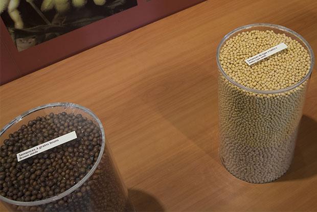 Soybean seeds in pots.