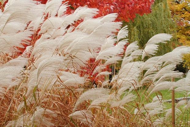 Jardin japonais Graminée ornementale et couleur d'automne au Jardin japonais