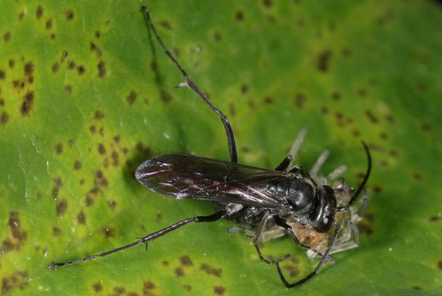 Predatory wasp, specializing in spiders, Québec, Canada.