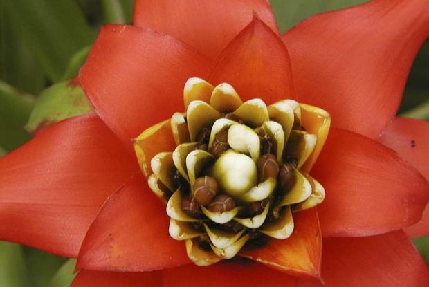 Bromeliad Guzmania lingulata var. cardinalis 'Superb'