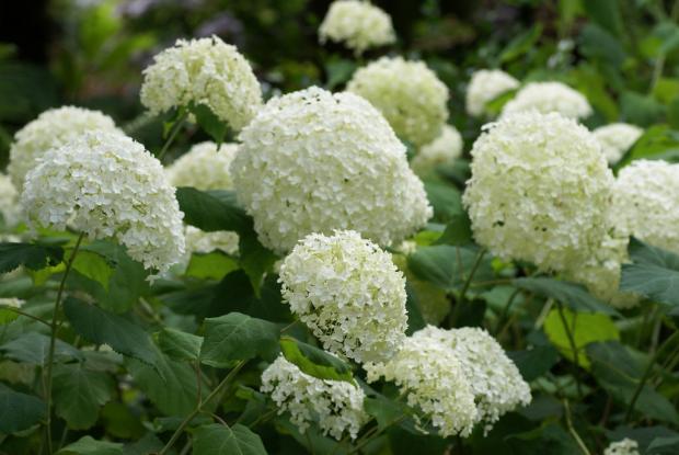 Hydrangea arborescens 'Annabelle'