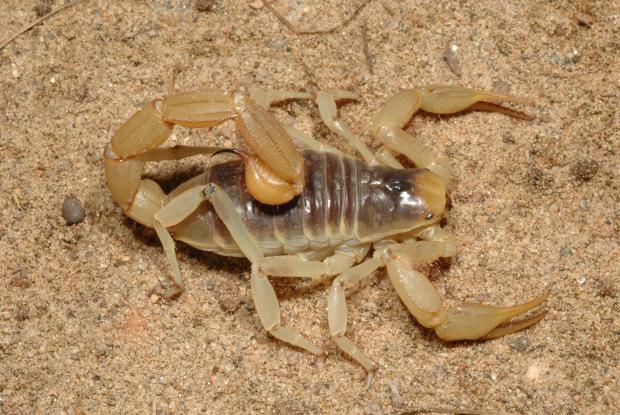 Hadrurus arizonensis