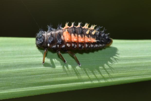 Coccinelle asiatique Espace pour la vie