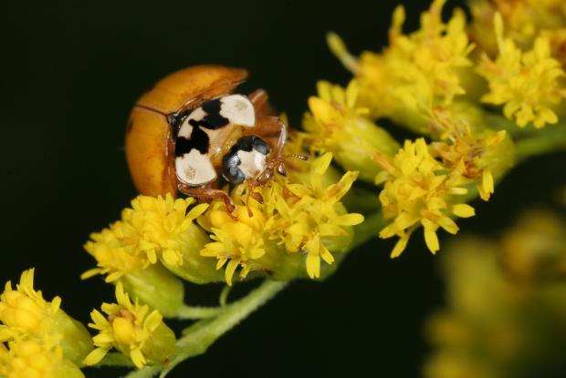 Coccinelle asiatique Espace pour la vie