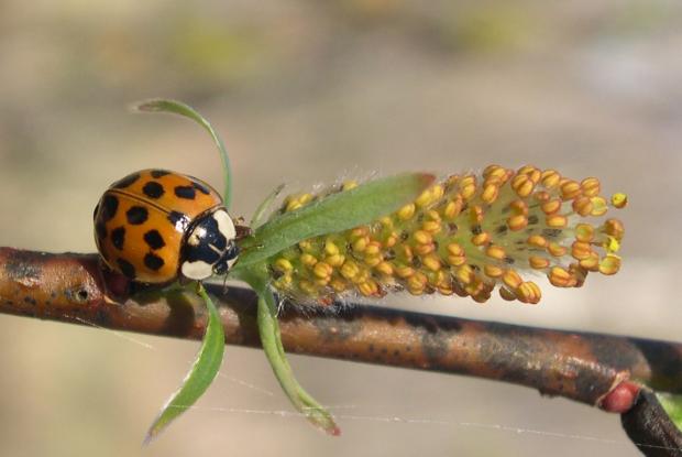 Coccinelles Espace pour la vie