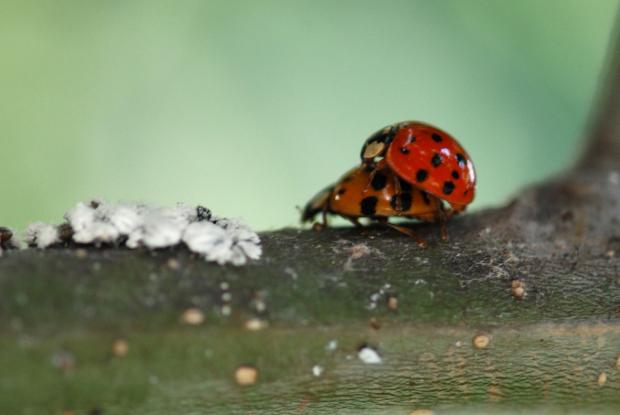 Coccinelle asiatique Espace pour la vie