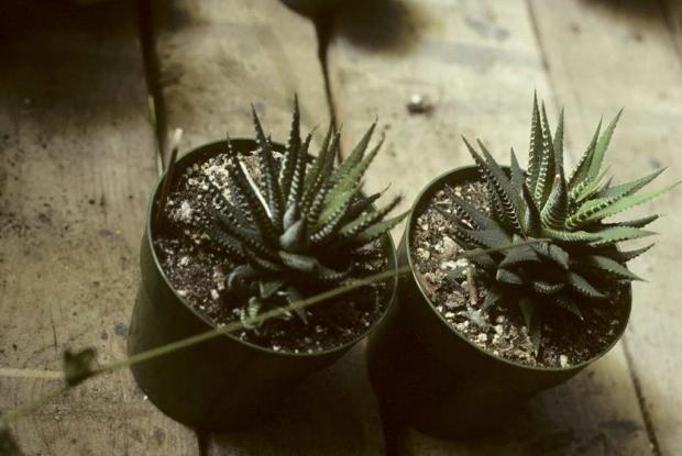 Haworthia fasciata
