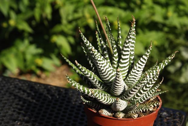 Haworthia sp.