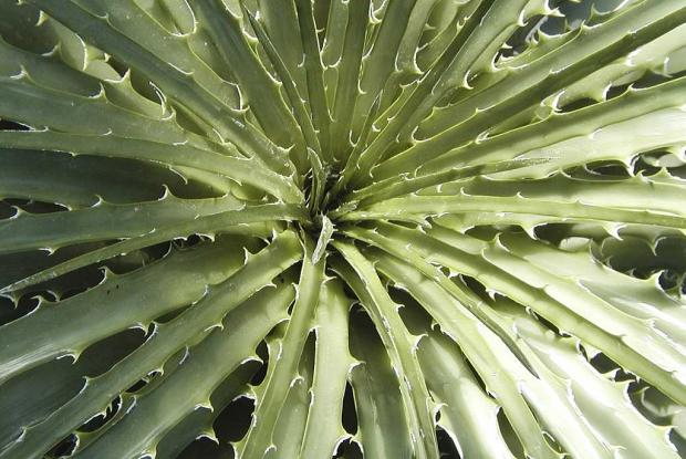 Hechtia glomerata