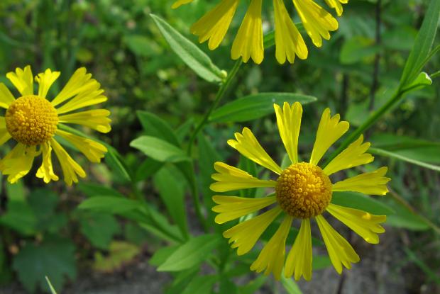 Helenium autumnale