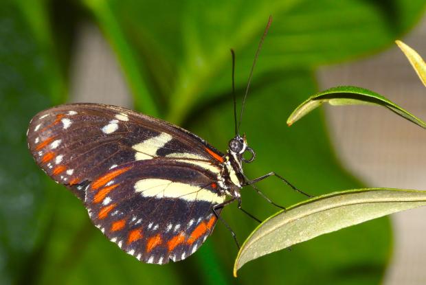 Héliconius atthis