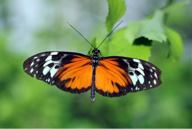 <em>Heliconius hecale</em>