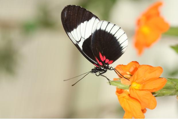 Heliconius sapho