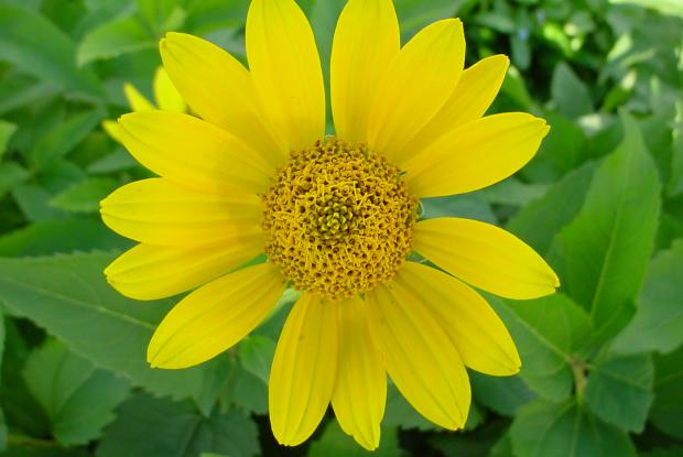 Heliopsis helianthoides