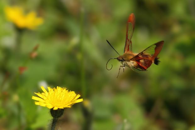 Hemaris thysbe.