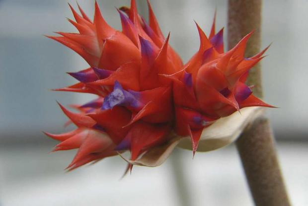 Hohenbergia stellata