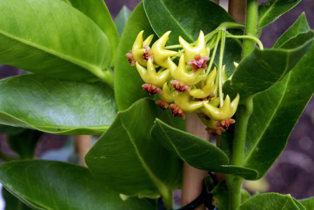 Hoya densiflora