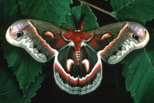 Hyalophora cecropia, Québec, Canada.