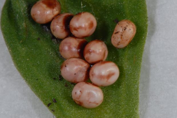 Hyalophora cecropia, Québec, Canada.