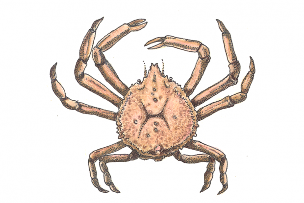 Hyas araneus