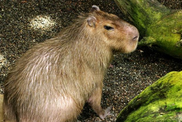 Hydrochoerus hydrochaeris