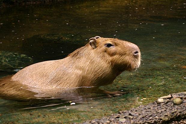 Hydrochoerus hydrochaeris