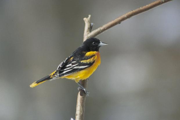 Icterus galbula