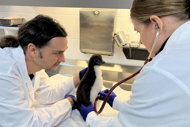 The chick’s health is closely monitored by the Biodôme’s specialists.