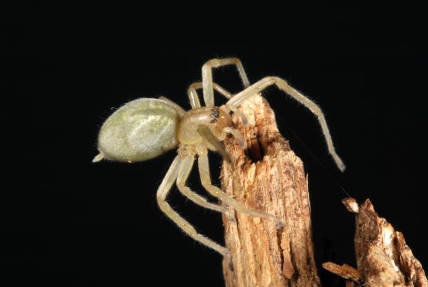 Are Spiders Considered Insects? Learn About Spiders at Our Pavilion! -  South Coast Botanic Garden Foundation