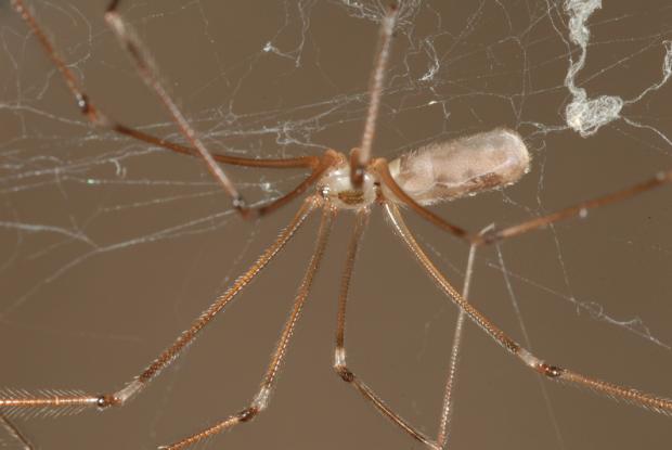 Female Daddy Long-legs Spider (Pholcus phalangioides) and eggs