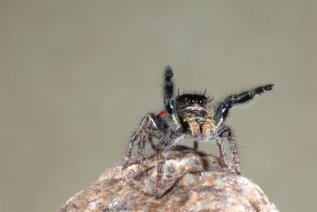 Vidéo. Les araignées sauteuses sont filoguidées ! - Sciences et Avenir