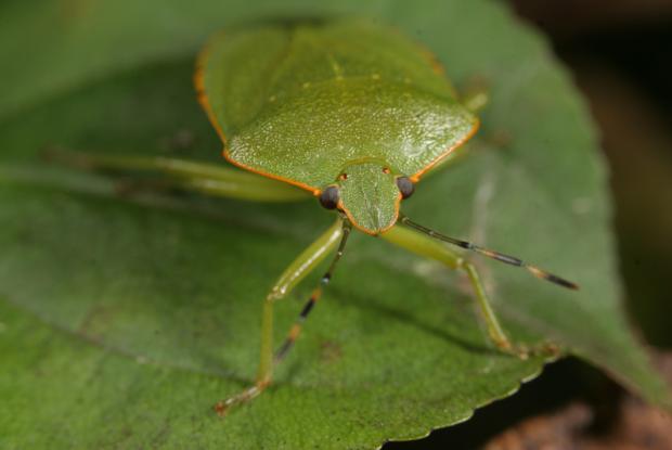 Green stink bug