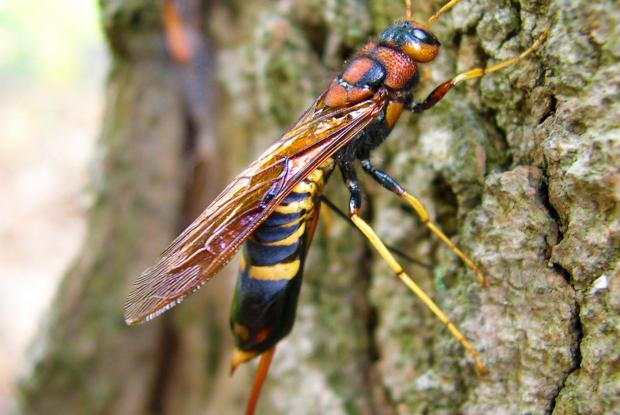 Tremex columba  